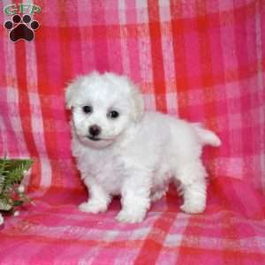 William (Tiny), Bichon Frise Puppy